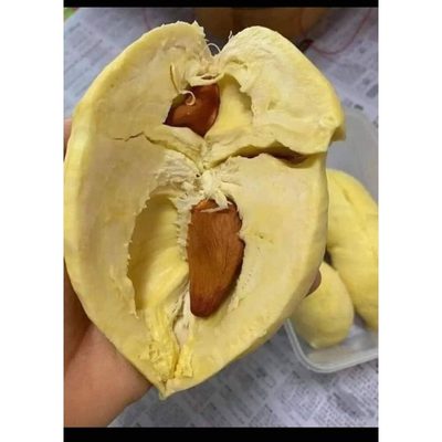 Sầu Riêng Ri6 Cơm Vàng Hạt Lép Khay 500g #11