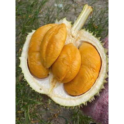 Sầu Riêng Ri6 Cơm Vàng Hạt Lép Khay 500g #12
