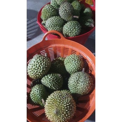 Sầu Riêng Ri6 Cơm Vàng Hạt Lép Khay 500g #14