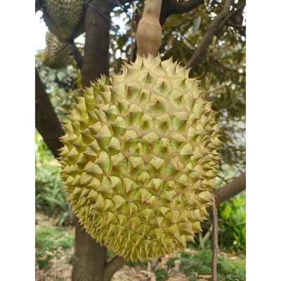 Sầu Riêng Ri6 Cơm Vàng Hạt Lép Khay 500g #7
